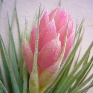 ライトピンクキャンディ