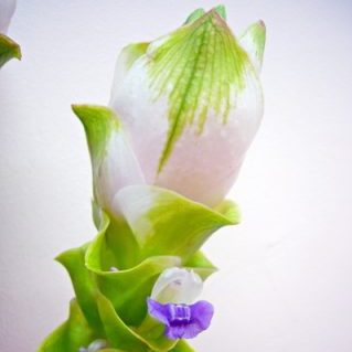 ライトピンククルクマ