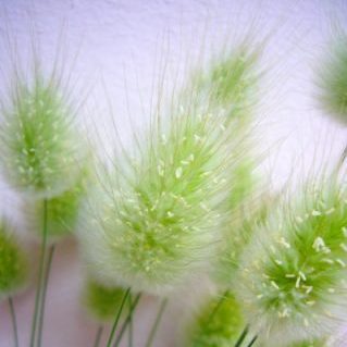 ラグラスバニーテール