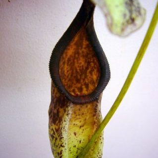 ラフレシアーナ