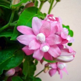 ラブリーピンク