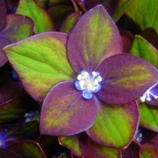 リザードレッド