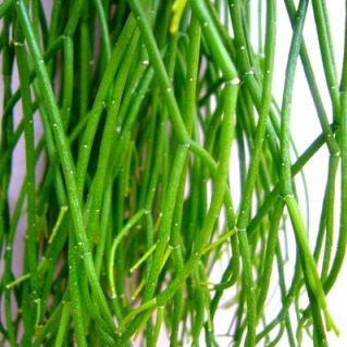 リプサリス フォーリア