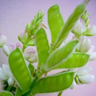 ルピナスピクシーデライト