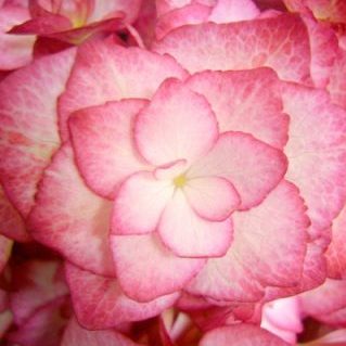 レッドアンドホワイト