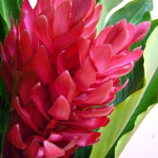 レッドジンジャー