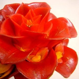 レッドワックス