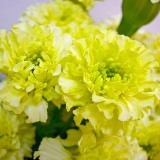 レメディアパール