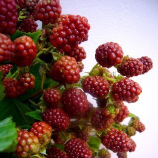 ロゼ（ブラックベリー）