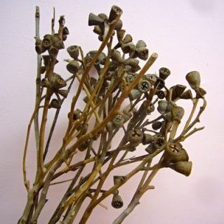 ロブスター アキイロ