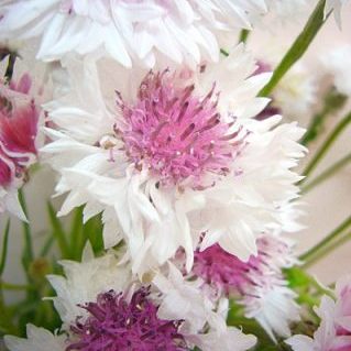 ロマンティックピンク