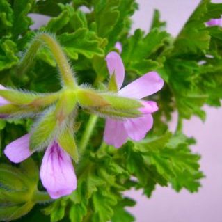 ローズゼラニウム