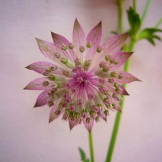 ローマ（アストランティア）