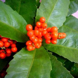 千両鎌１遠藤小佐ェ門