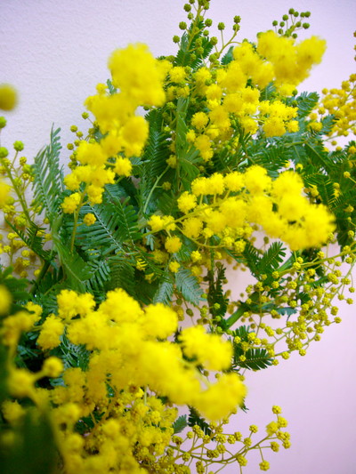 ミモザアカシア