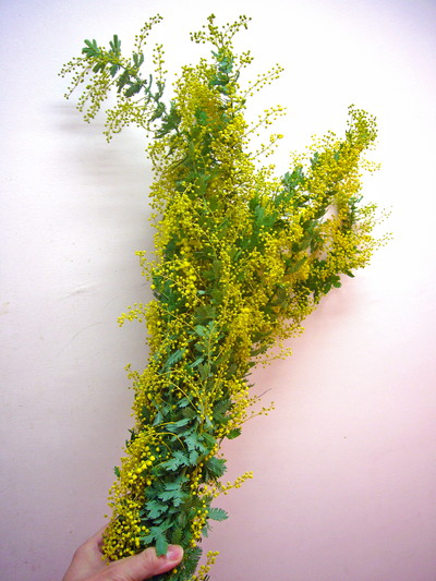 ミモザアカシア