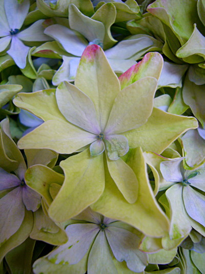 インスパイアクラシック