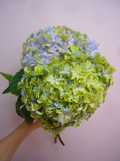 インスパイアクラシック