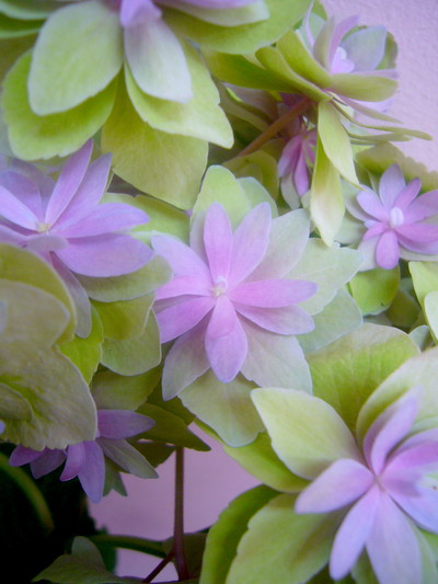 エクスプレッションクラシック グリーンピンク