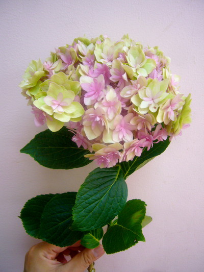 エクスプレッションクラシック グリーンピンク