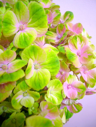 コーラルグリーン