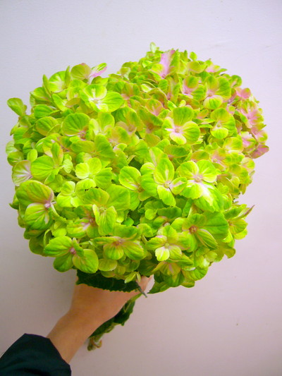 コーラルグリーン