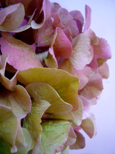 シビルCLピンク