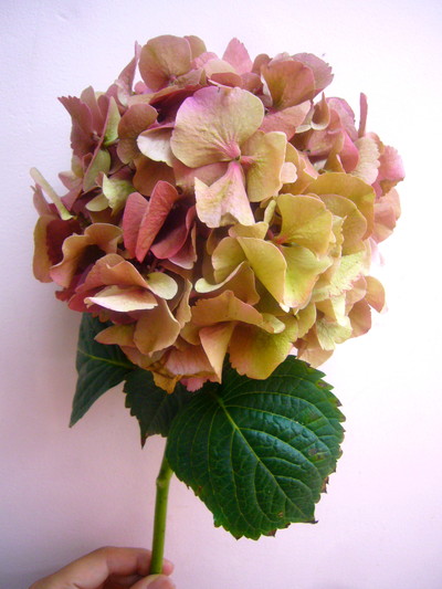 シビルCLピンク