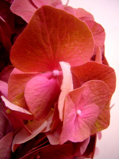 テラコッタレッド