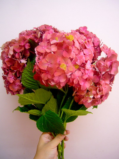 テラコッタレッド