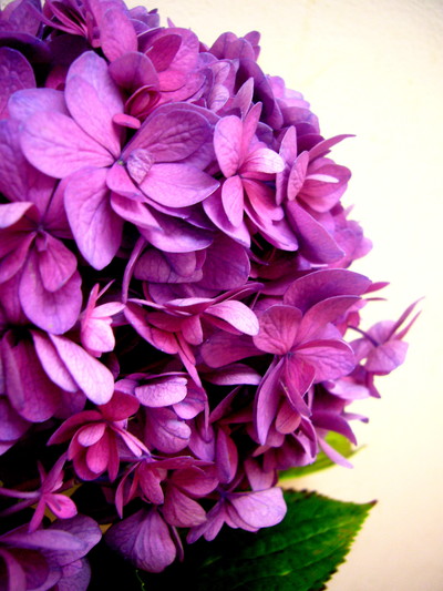 ビューティーカルーセル