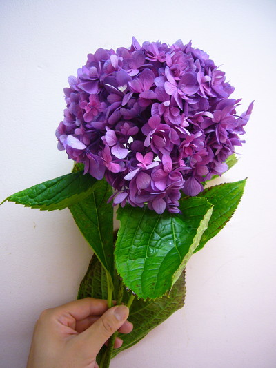 ビューティーカルーセル