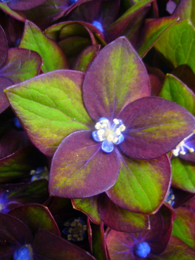 リザードレッド