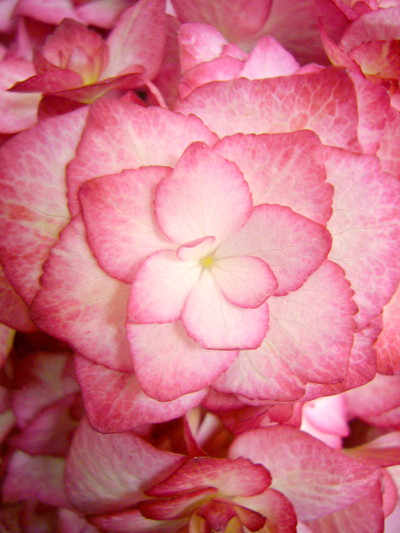 レッドアンドホワイト