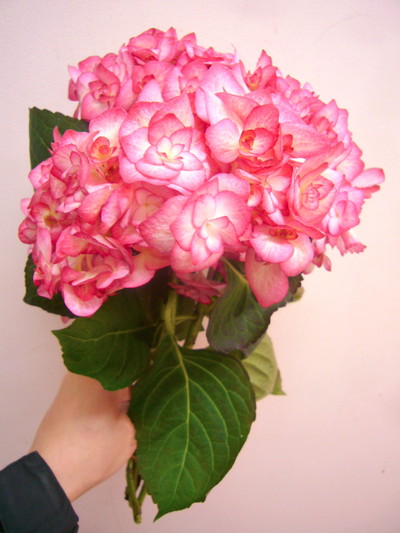 レッドアンドホワイト