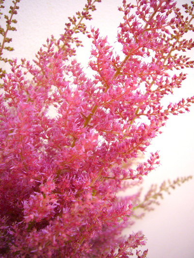 エルシーシュラック