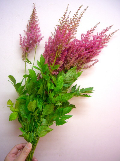 エルシーシュラック