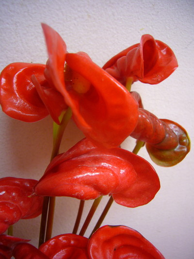 トロピカルレッド 奇形