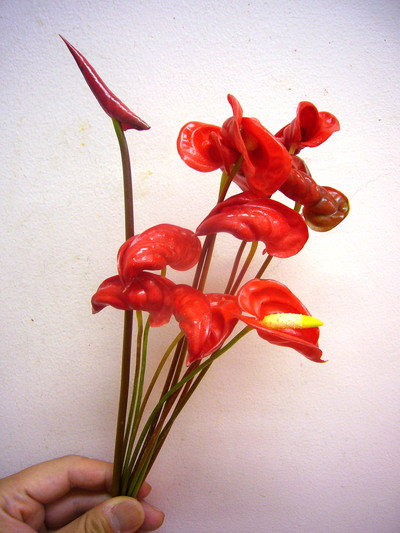 トロピカルレッド 奇形