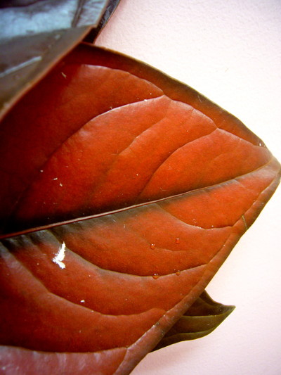 ブロンズリーフ