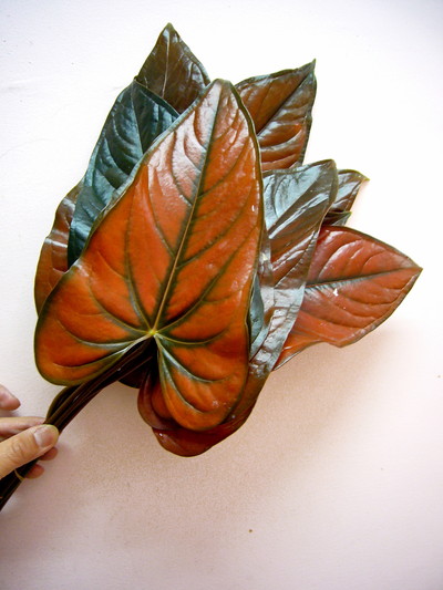 ブロンズリーフ