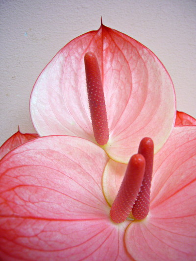 マキシマエレガンシア