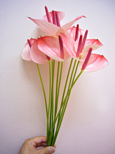 マキシマエレガンシア