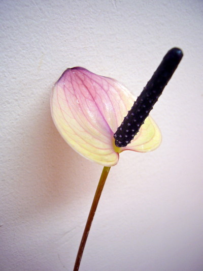 マキシマビオレッタ