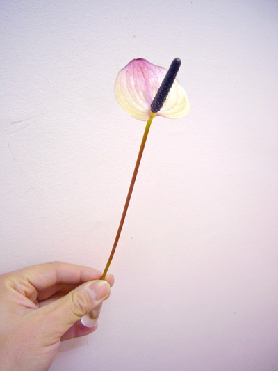 マキシマビオレッタ