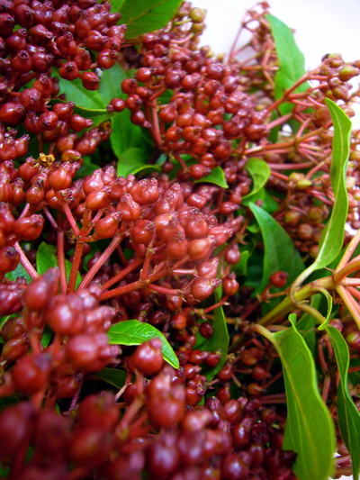 V.ティナス ワイン