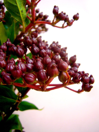 V.ティナス レッド