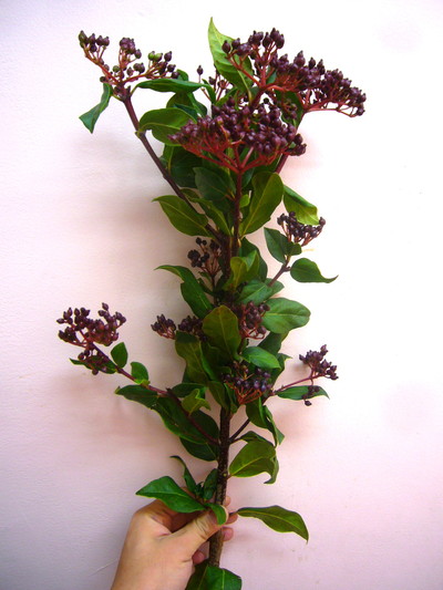 V.ティナス レッド