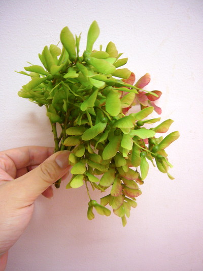 ウリハダカエデ