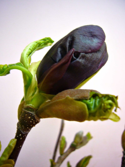 カラスモクレン